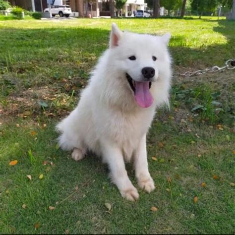 Jual Anjing Samoyed di Surabaya Murah | AnjingRas.com