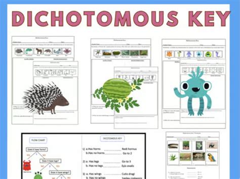 Dichotomous Keys Worksheets Teaching Resources