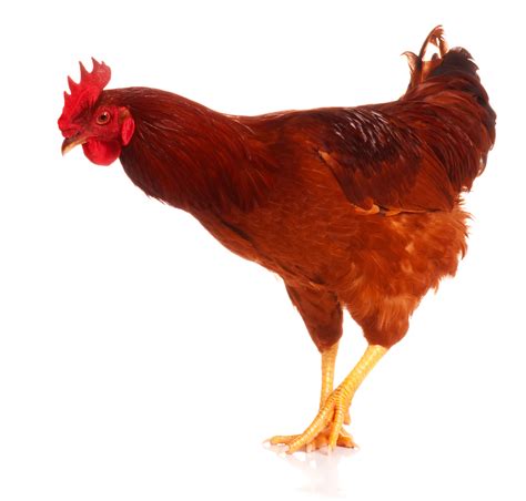 Cute Chicken Png Hd Transparent Cute Chicken Hdpng Images Pluspng