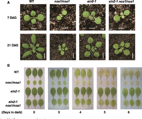 Figure 1 From Nitric Oxide Regulates Dark Induced Leaf Senescence Through Ein2 In Arabidopsis