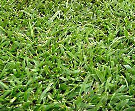 Kentucky 31, Fescue, Grass Seed, 5 lbs. - Augusta Cooperative Farm ...