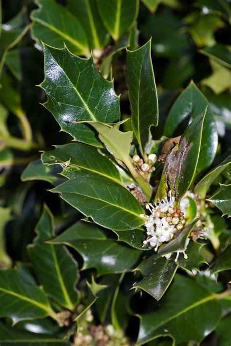 Ilex Aquifolium • New Zealand Plant Conservation Network