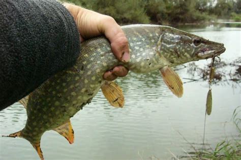 Northern Pike Invasive Species Council Of British Columbia