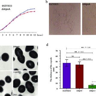 Phenotypic Analysis Of The Zyh And Htpsa Mutant Strains A Cell