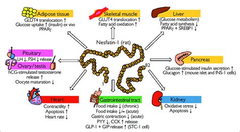 Nesfatin-1 and its effects CCK: cholecystokinin; FSH: follicle ...