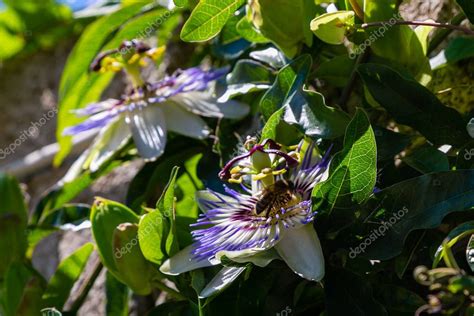 Flor Azul o Passiflora Passiflora caerulea hojas en jardín tropical