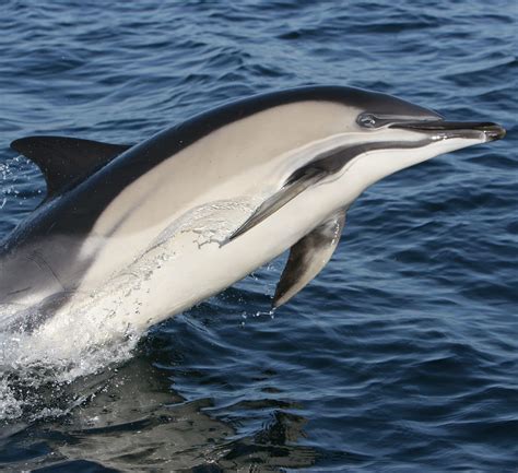 Common Dolphin Irish Whale And Dolphin Group