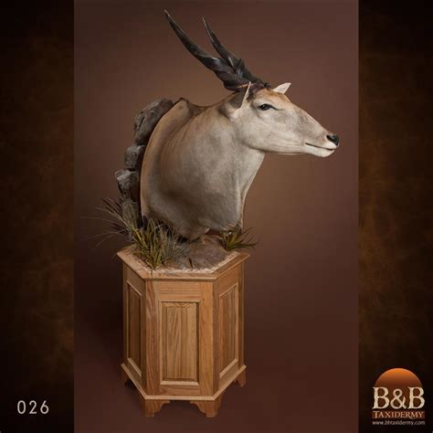 African Antelope Taxidermy By Bandb Taxidermy African Antelope