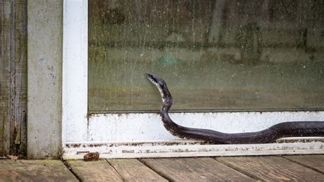 Benda Yang Ditakuti Ular Ular Masuk Rumah Benarkah Jelmaan Jin Ini