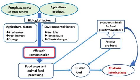 Processes Free Full Text Aflatoxins Source Detection Clinical