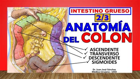 Anatom A Del Colon Intestino Grueso F Cil Explicaci N Youtube