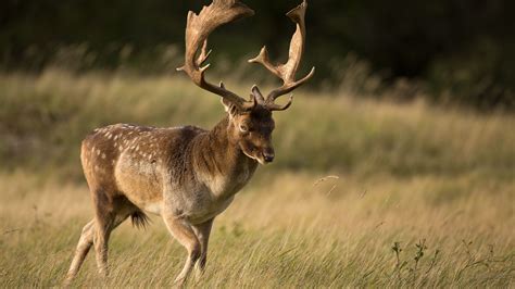 Fallow Deer Buck