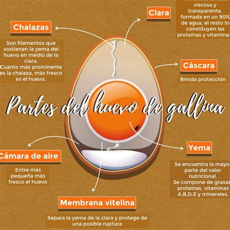 Todo Lo Que Debes Saber Sobre El Huevo Fecundado De Gallina Beneficios