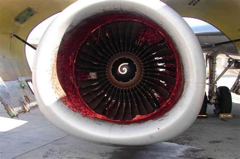 Aftermath Of A Mechanic Who Was Sucked Into One Of The Boeing 737 Jet