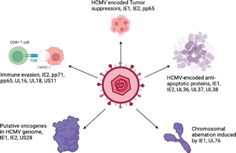 Human Cytomegalovirus In Cancer The Mechanism Of HCMV Induced