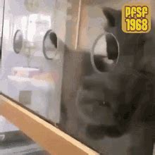 Pfsf1968 Cute GIF - Pfsf1968 Cute Cat - Discover & Share GIFs