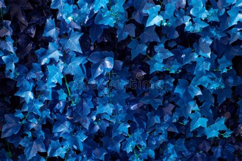 Blue Ivy Leaves As A Background Blue Ivy Leaves Texture Stock Photo