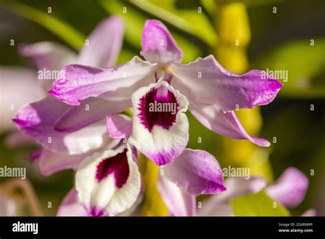 Soft Cane Dendrobium Orchid In Flower Stock Photo Alamy