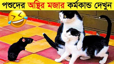 পশুদের মজার কর্মকান্ড ক্যামেরায় ধরা পড়া Funny Animals Video 2023