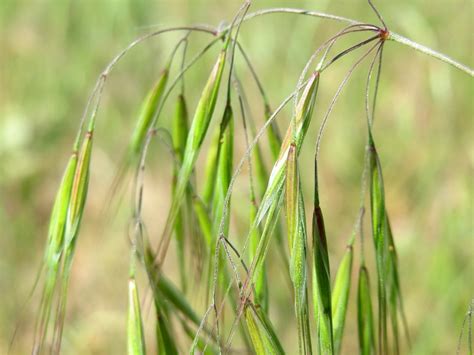 Taube Trespe Bromus Sterilis Bei Reilingen Free Photos On Creazilla