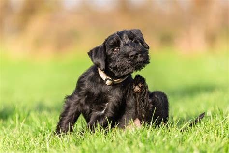 Cachorro se coçando muito Veja o que pode ser Blog Polipet