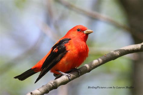 Scarlet Tanager – Birding Pictures