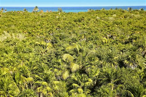 Tulum Mexico Wildlife Tulum Vegetation