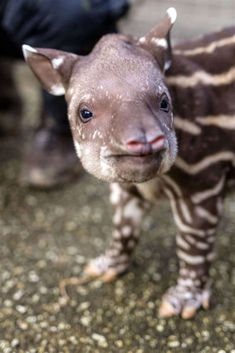 Happy World Tapir Day! Baby Tapir at England