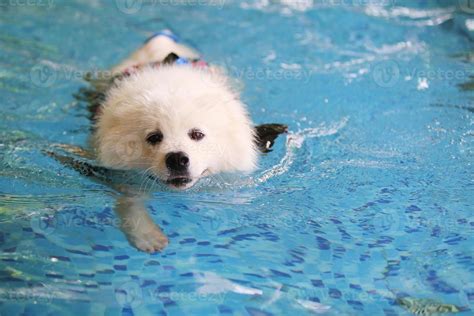 Dog Pool Stock Photos Images And Backgrounds For Free Download