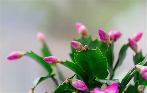 Piante Grasse Con Fiori Da Esterno Le Variet Migliori Da Scegliere