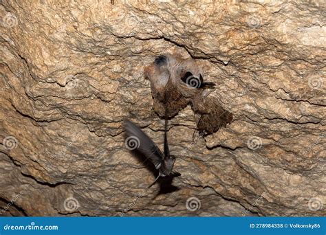 The Swift Bird Flies Up To The Nest In The Cave Stock Photo Image Of