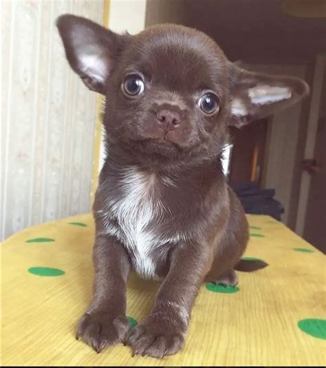 18 Toy Chihuahua Dogs That Will Melt Your Heart - The Paws