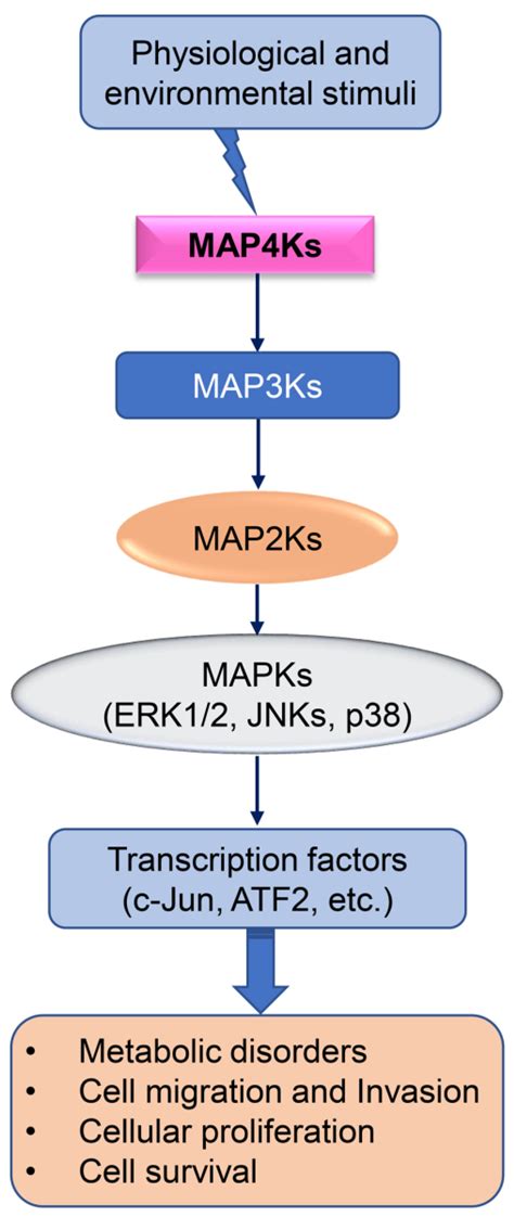 Cancers Free Full Text Molecular Insights Of Map K Signaling In