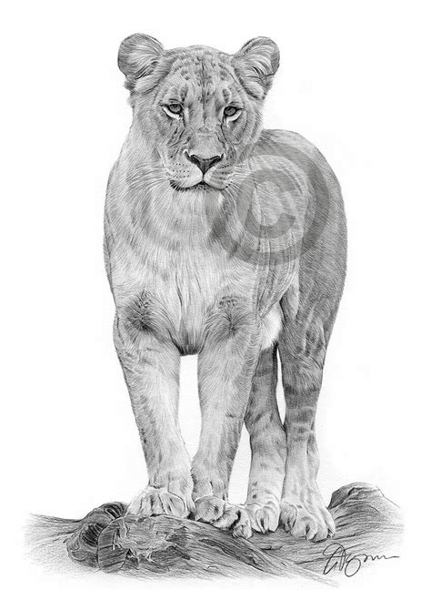 How To Draw A Realistic Female Lion