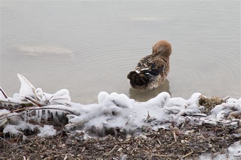 snow view nature  photo  pixabay pixabay