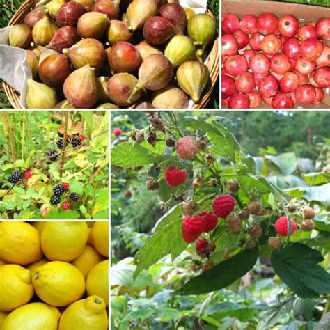 20 Fruits That Have Small Or No Seeds