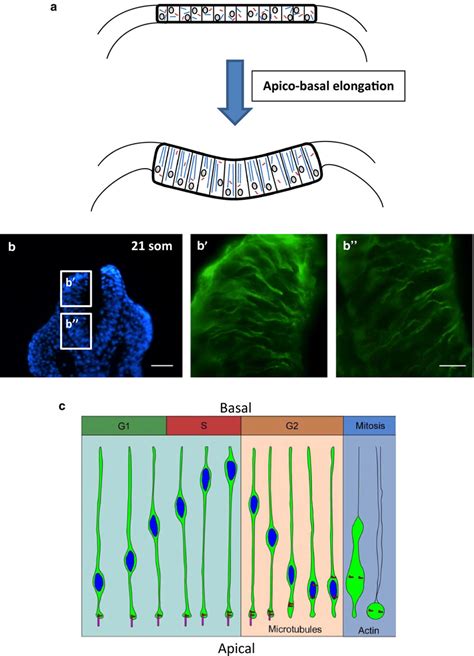 Role Of Mts In Apico Basal Elongation And Inm In The Vertebrate Neural Download Scientific