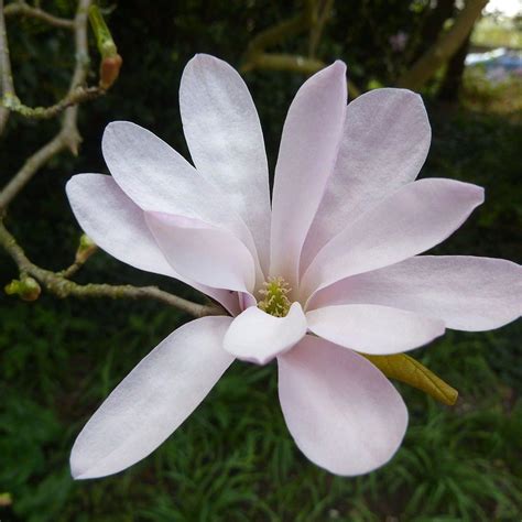 Magnolia Loebneri Leonard Messel Leonard Messel Magnolia Moons