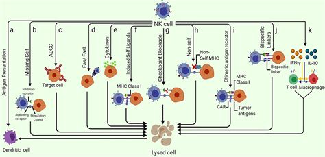 Frontiers Car Nk Cells From Natural Basis To Design For Kill