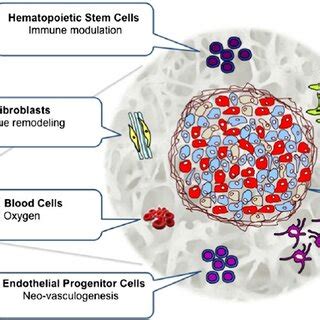 Indications for islet cell transplantation | Download Table