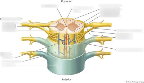 Spinal Cord Labeling Diagram Quizlet