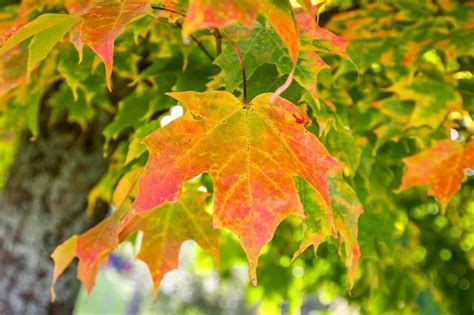 Colorful Autumn Leaves