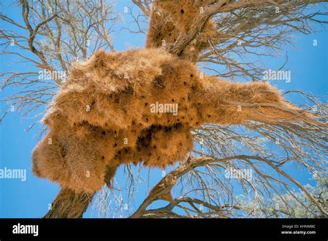 Sociable Weaver Philetairus Socius Nests In Tree Sesriem Valley