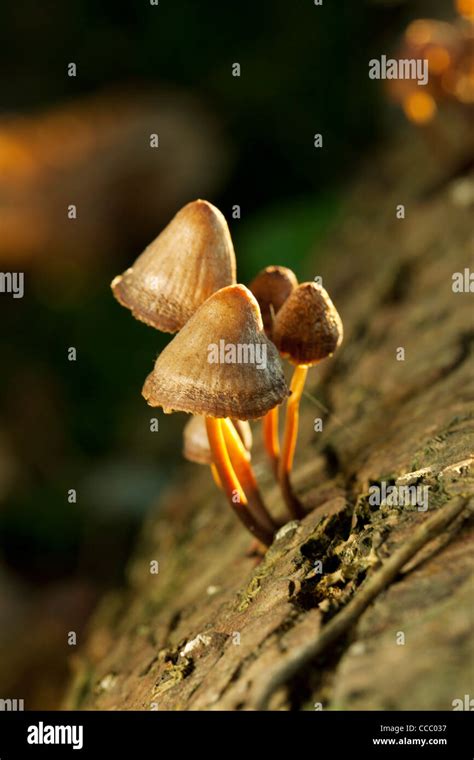 Mushrooms Growing On Tree Trunk Stock Photo Alamy