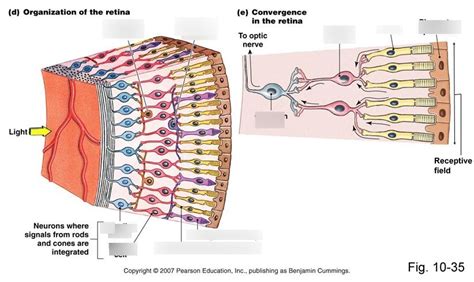 Retina Diagram Diagram | Quizlet