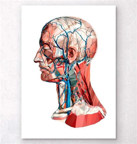 Temple Anatomy - Anatomical Charts & Posters