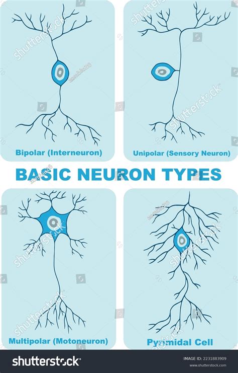 Types Neuron Illustration Vector Stock Vector Royalty Free