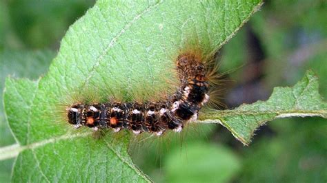 Browntail Moths Which Can Cause Rashes And Breathing Problems Return To Portland