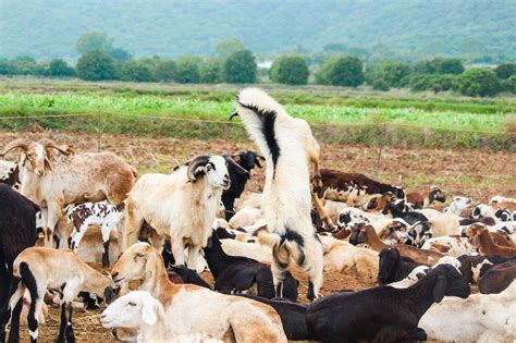 goat farming goats farm  photo  pixabay pixabay