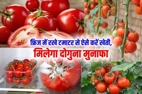 Tomato Cultivation फ्रिज में रखे टमाटर से ऐसे करें खेती घर में होंगे टमाटर के पौधे ही पौधे